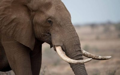 African elephant